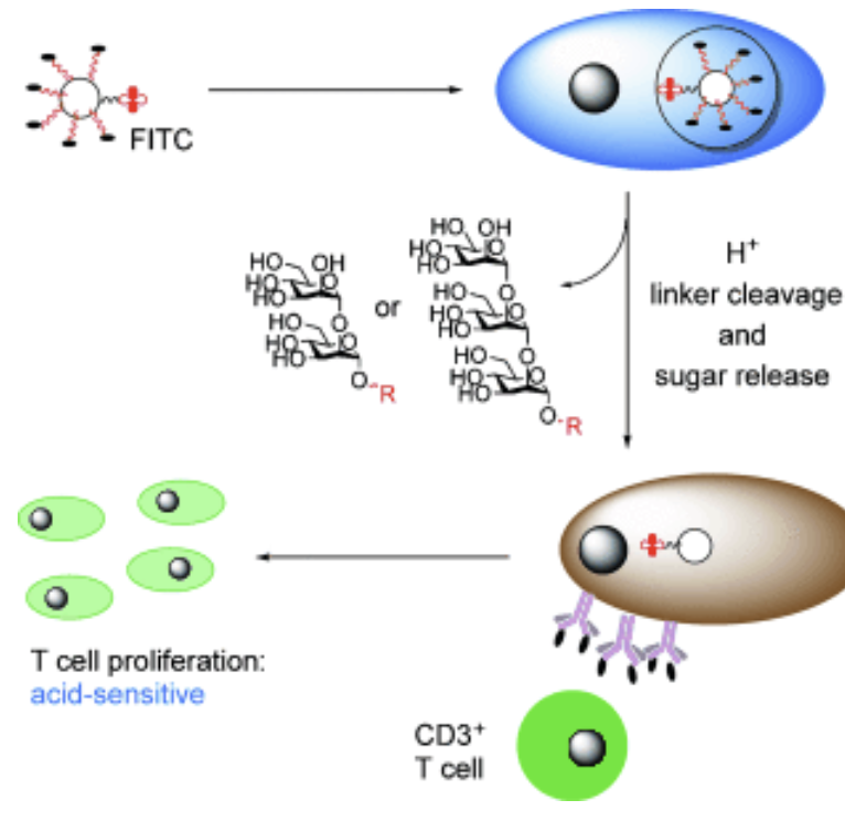 Acid-triggered degradable reagents for differentiation of adaptive and innate immune responses to Leishmania-associated carbohydrate