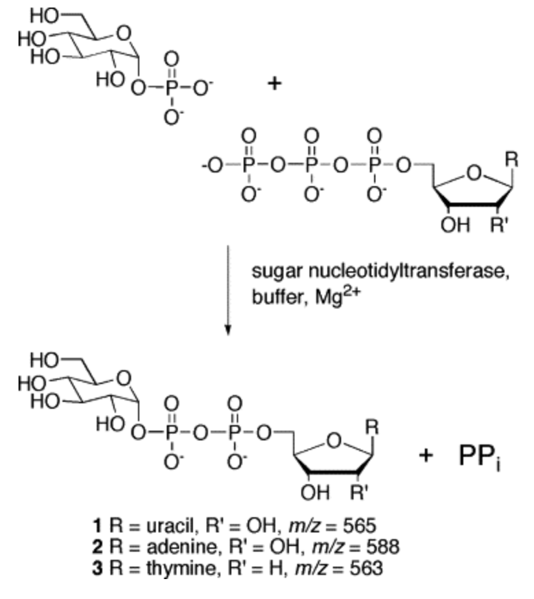 General Assay for Sugar Nucleotidyltransferases Using Electrospray Ionization Mass Spectrometry