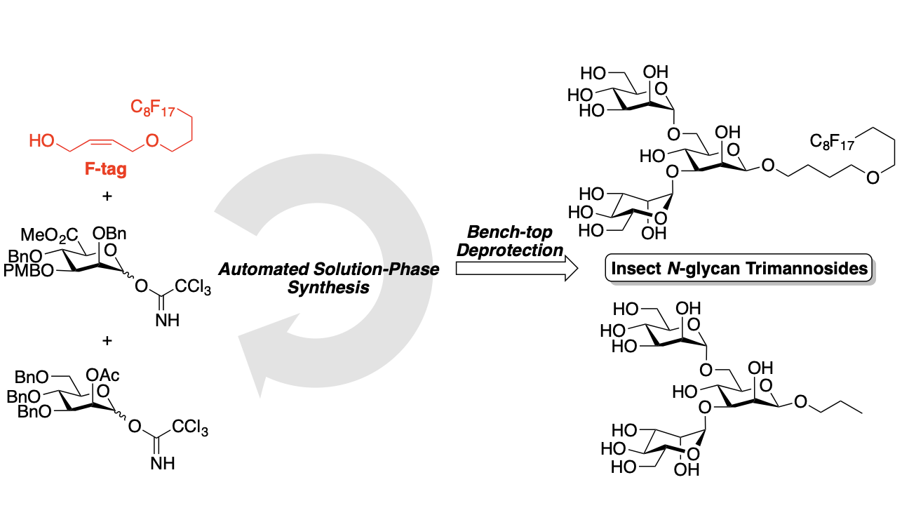 Automated Solution-Phase Synthesis of Insect Glycans to Probe the Binding Affinity of Pea Enation Mosaic Virus