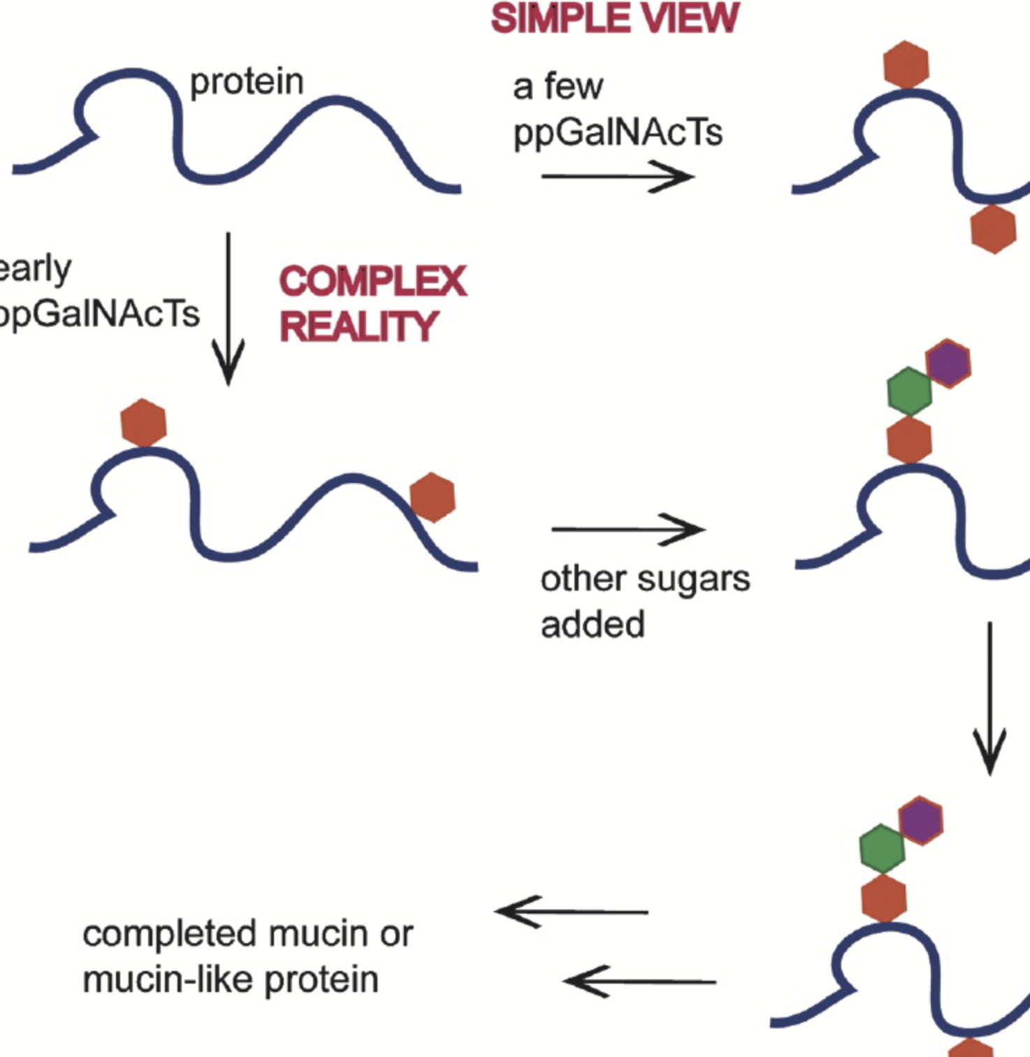 Cellular Addresses: Step One in Creating a Glycocode
