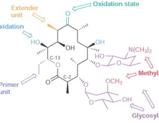 Nonnatural Substrates for Polyketide Synthases and their Associated Modifying Enzymes