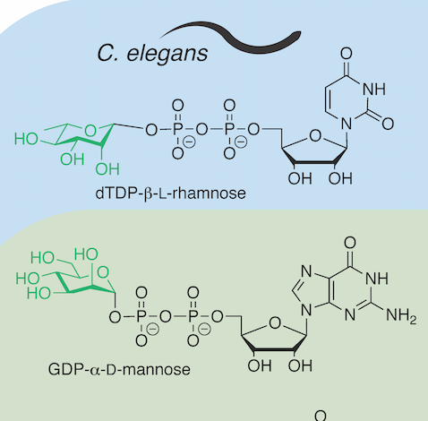 Glycobiology of Caenorhabditis elegans