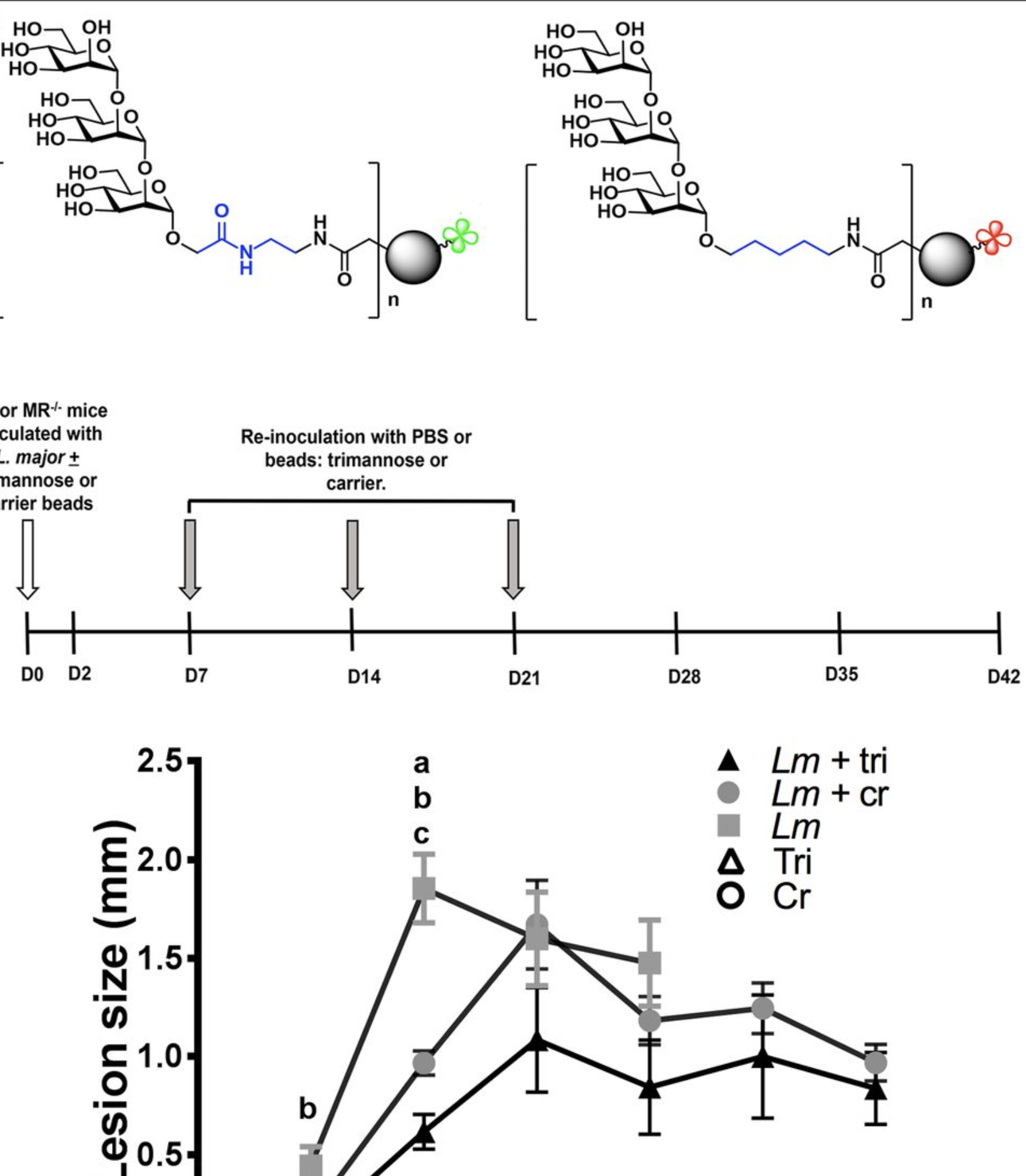 Leishmania-derived trimannose modulates inflammatory response to significantly reduce Leishmania major-induced lesions