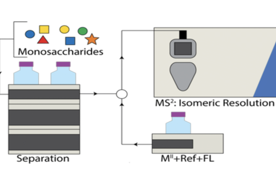 Development of a post-column liquid chromatographic chiral addition method for the separation and resolution of common mammalian monosaccharides