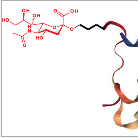 Addition of sialic acid to insulin confers superior physical properties and bioequivalence
