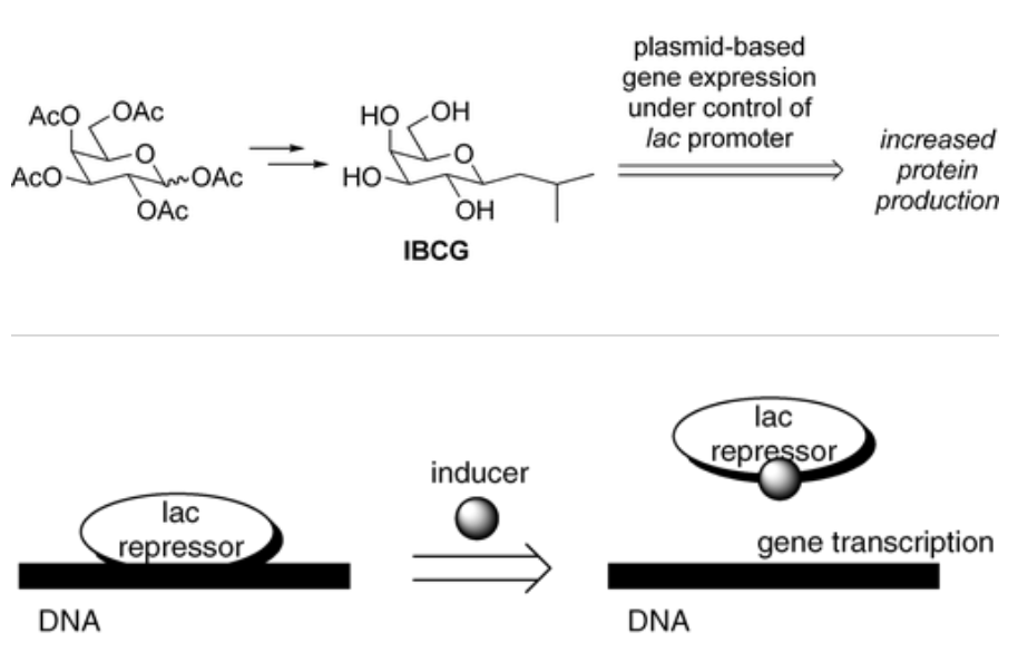 Synthesis of Isobutyl-C-galactoside (IBCG) as an Isopropylthiogalactoside (IPTG) Substitute for Increased Induction of Protein Expression