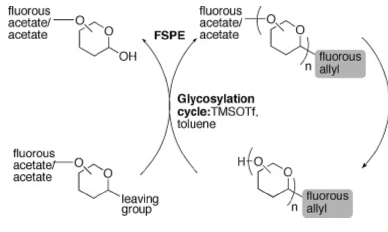 Mono- Vs. Di-fluorous Tagged Glucosamines for Iterative Oligosaccharide Synthesis