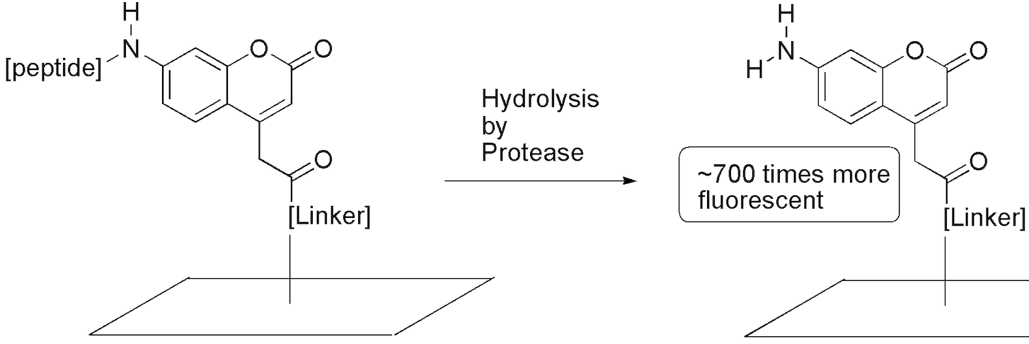 Fluorous-based Peptide Microarrays for Protease Screening