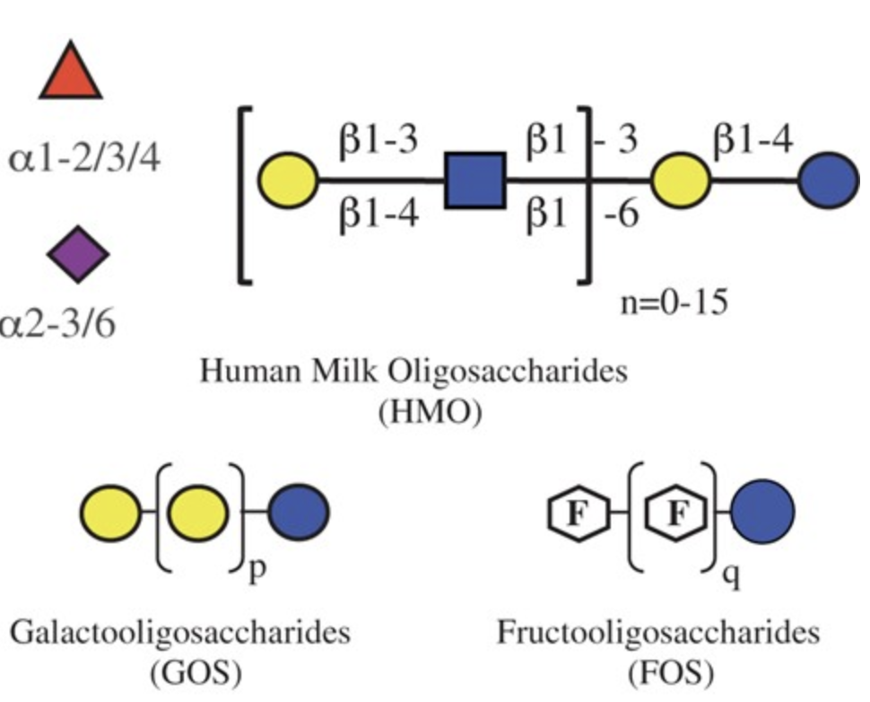 Overcoming the Limited Availability of Human Milk Oligosaccharides: Challenges and Opportunitites for Research and Application