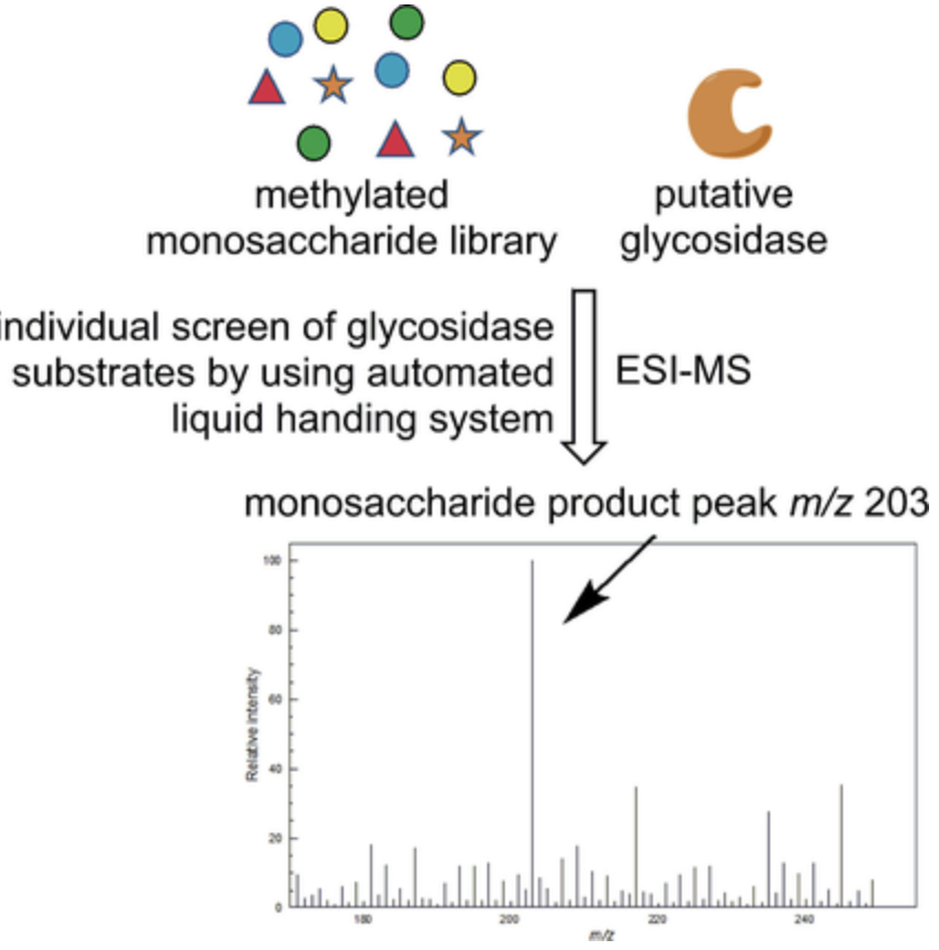 A high-throughput mass-spectrometry-based assay for identifying the biochemical functions of putative glycosidases
