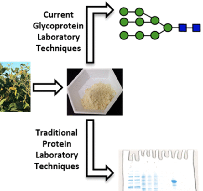 Protein N-glycans: Incorporating glycochemistry into the undergraduate laboratory curriculum