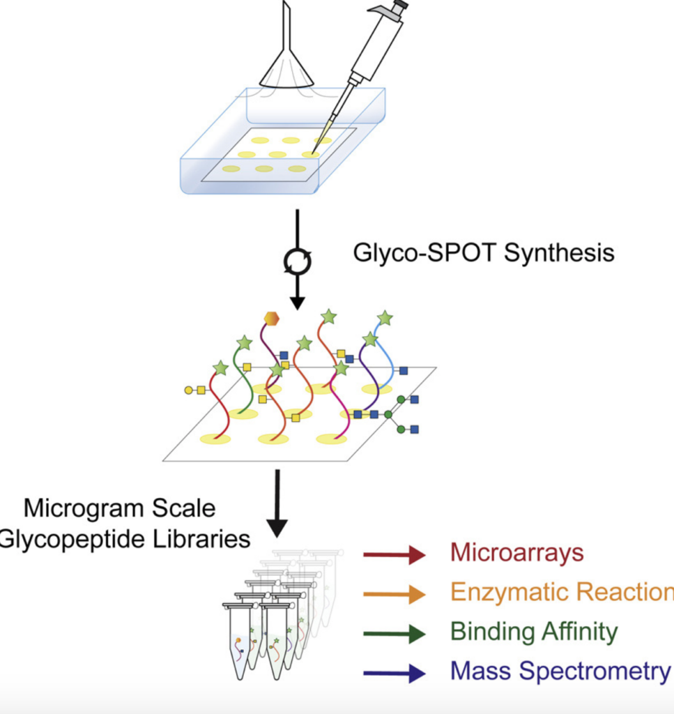 Parallel Glyco-SPOT Synthesis of Glycopeptide Libraries