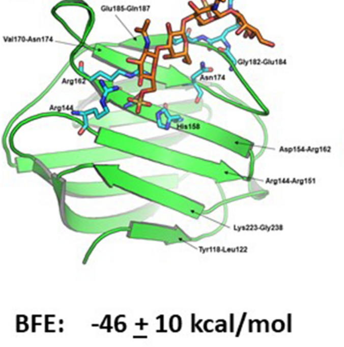 Structural insight into the binding of human galectins to corneal keratan sulfate, its desulfated form and related saccharides.